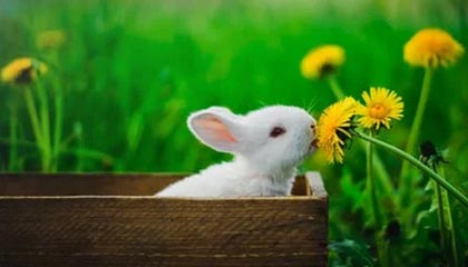 半岛体育入口-新赛季中超联赛开赛在即 津门虎主场氛围渐浓